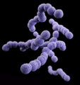 streptococcus